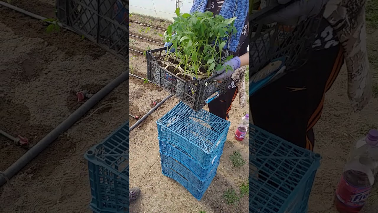 Засаждане на домати в оранжерия