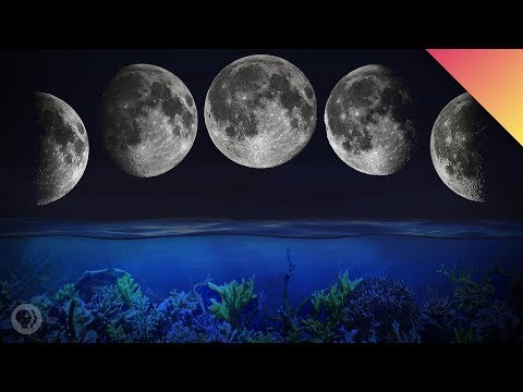 How Does The Moon Affect Plants And Animals