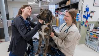 UMN College of Veterinary Medicine Companion Animal Teaching Clinic
