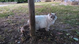 🐱Blissful Petting Time! 🌸 The White Cat Relaxing After Breakfast (May 2026)