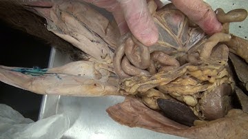 digestive system in cat dissection