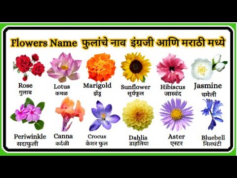 Flowers Name In Marathi फ ल च