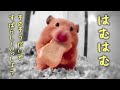 はむはむ そのそうだいですばらしーいっしょう
