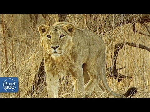 Asiatic Lion vs African Lion - YouTube