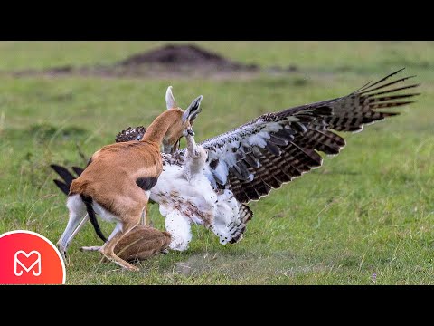 Video: Seriema Chick on sündinud SeaWorldis