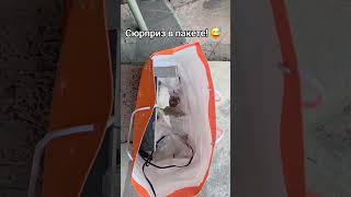 #дачнаяжизнь #находка #мыши #удивительныеисторииизжизни