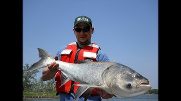 Detecting Invasive Species in the Field: Portable eDNA Screening Tool