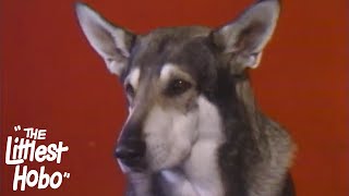 Snapshot The Littlest Hobo Season 1 Episode 16