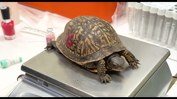 Cincinnati Zoo Vet Staff Gives Two Dozen Box Turtles Health Assessments