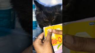 Fridge me hi gravy party 😼❄️ #shorts #funny #cats #funnycats #pets #viral #cute #youtubeshorts