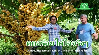 แวะชิม..มะไฟหวานทองสยาม “สวนบุญบันดาล” ดกอร่อยได้ใจจริงๆ