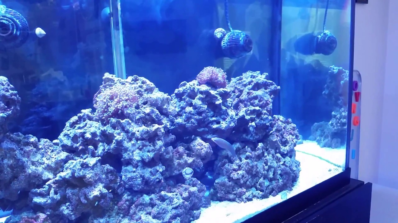 New Black Backing to Aquarium YouTube