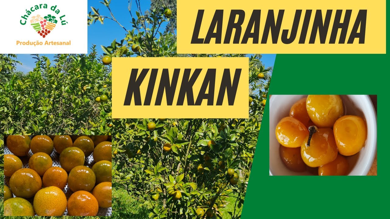 果物 kin-chan Kinkan orange, a delicious citrus fruit of Asian origin. Small
