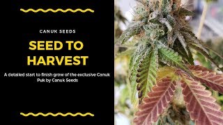 Seed To Harvest- Limited Edition Canuk Puk