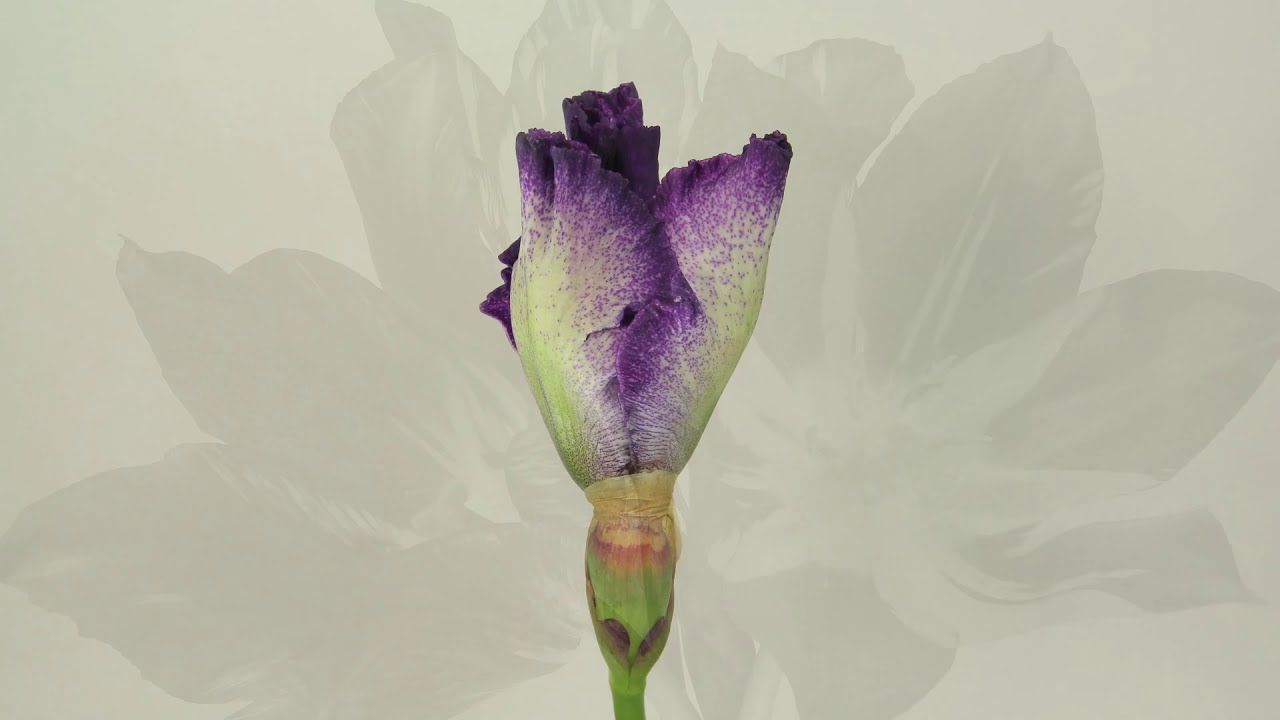 Flowers Blooming - Timelapse. - YouTube
