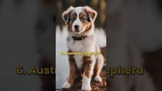 Top 10 Most Cutest Dogs Breeds In The World