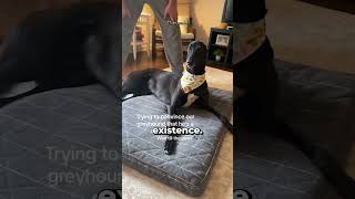 They Pretended Their Dog Was A Squeaky Toy 😂