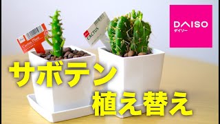 【観葉植物】100均のサボテンを植え替える簡単な方法【初心者向けの育て方】