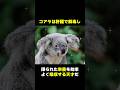 可愛すぎるコアラ#雑学 #動物 #マジか動物園