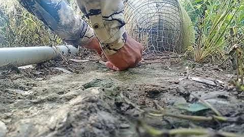 Bẩy Chim Cút Bằng Lụp Quốc Cái Kết 🐤