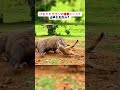 コモドドラゴンの食事シーン!山羊を丸呑み? #コモドドラゴン #山羊 #野生動物 #捕食シーン #自然の力