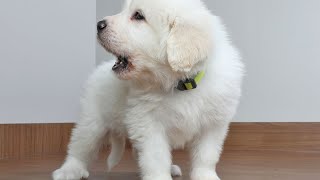 Preventing Separation Anxiety in Great Pyrenees