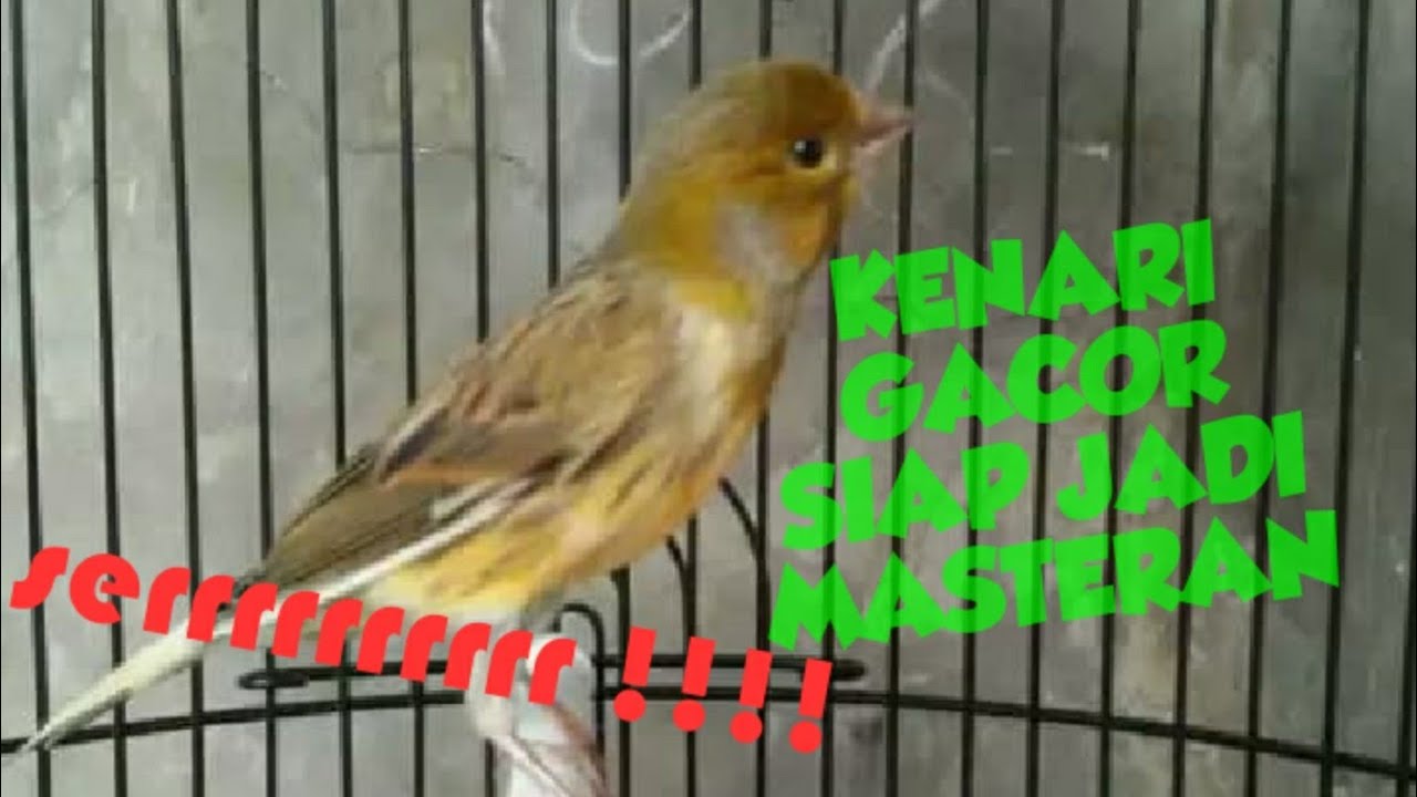  Burung kenari gacor  siap jadi bapak YouTube