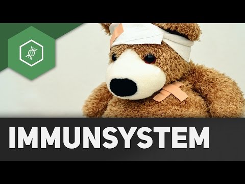 Video: Menschliches Immunsystem - Organe Des Immunsystems