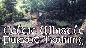 30 Minutes of Celtic Whistle Parrot (esp. Cockatiel) Training