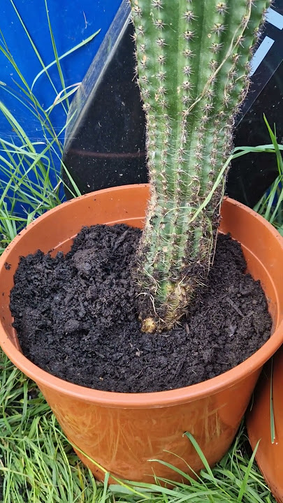 Repotting into a more organic soil! Humkes RoRo. #cactus #nature #gardening #cactusjerk