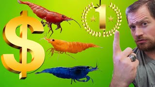 "The Shrimp Breeding Goldmine: Unveiling the Most Profitable Venture" (Breeding for Profit Part 6)