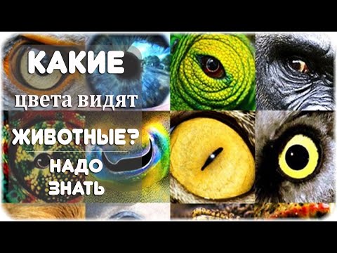 Как определяют, какие цвета видят животные?