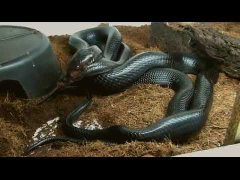 couperin ordres Drymarchon Couperi - Mating ritual.avi