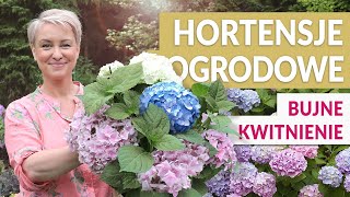 HORTENSJA OGRODOWA - Jak sadzić i o nią dbać, by pięknie kwitła.