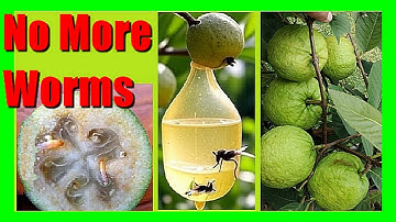 Natural Guava Pest Control  | Protect Guava from Worms & Fruit Fly