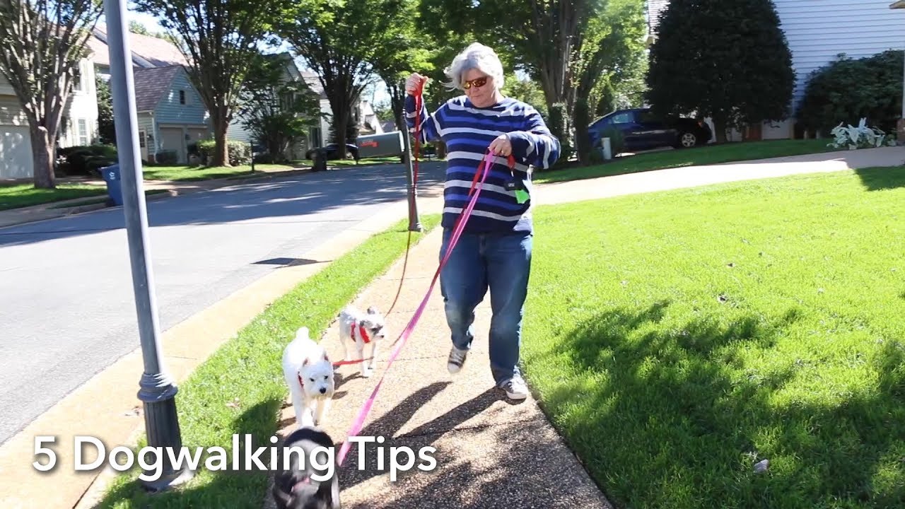 5 Dog Walker Tips - YouTube