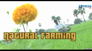 Natural farming by an IT Professional - Paadi Pantalu