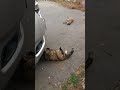 猫にまたたび(ダブル)