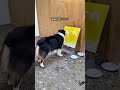 Dog’s Masterpiece Painting Ignored! 🎨🐶