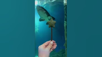 Thumbnail of Catnip Lollipop for Sonya and Kisa