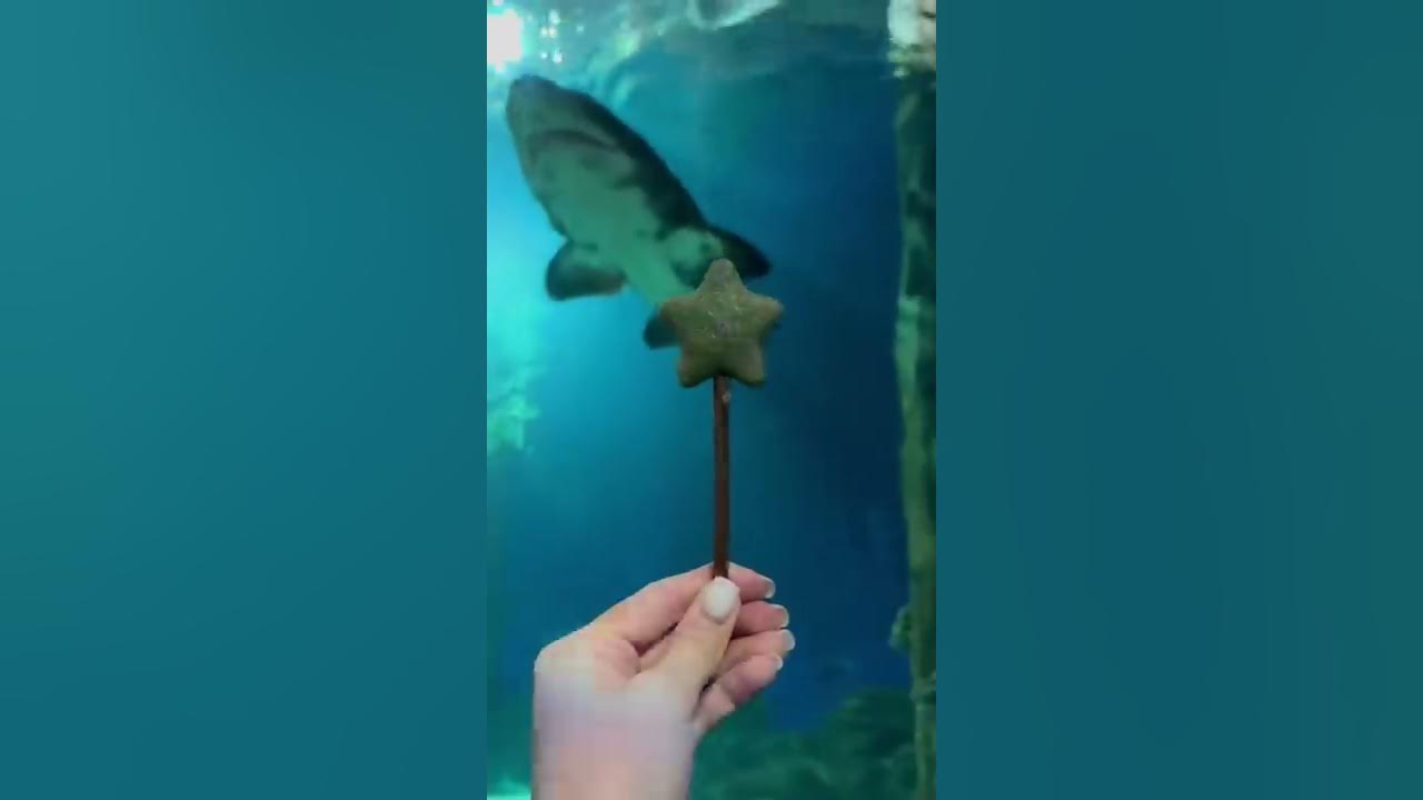 Catnip Lollipop for Sonya and Kisa