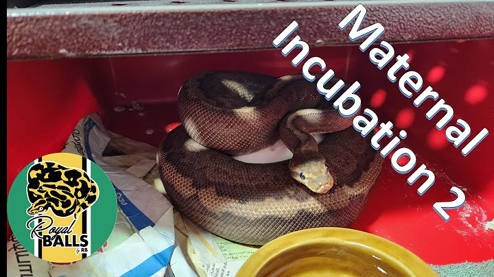 Breeding Ball Pythons; Maternal Incubation 2