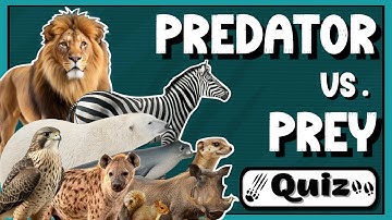 Predator vs. Prey Quiz! | Who’s Hunting Who in Nature