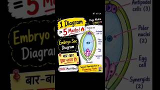 Embryo Sac Diagram ✍️ (5 Marks CBSE) Class-12