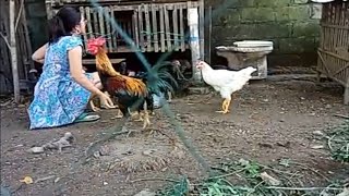 Menangkap Ayam Di Kandang