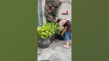 Lắp hệ thống tưới dùng béc tưới 2 trong vừa phun sương nhỏ giọt ĐƠN GIẢN GIÁ RẺ#bectuoi