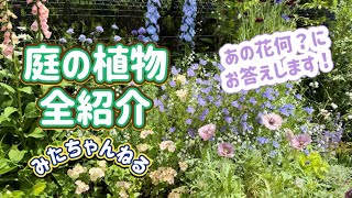 【庭の植物全紹介】あの花何にお答えします聞かれてもないけど