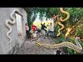 Brave Expert Rescues Young Girl from Giant White Python in Abandoned House.