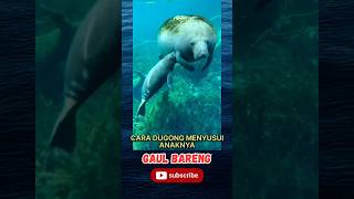 Apa Kamu Tahu - Ini Cara Dugong Menyusui Anaknya