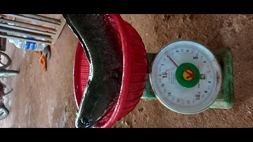 Câu thác lac kết hợp rê loc và cái kết ngoài mong đợi. Tuansongray #cauca